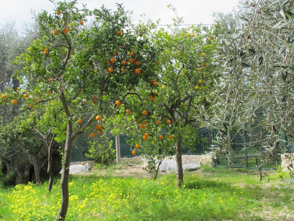 Tenuta Santa Maria Mattinata Oda fotoğraf