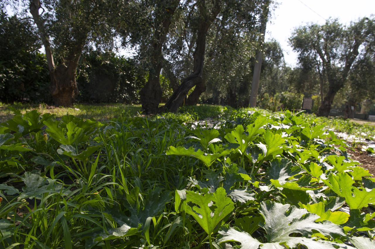 Tenuta Santa Maria Mattinata Dış mekan fotoğraf